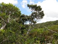 Mauritius: Wanderung im Black River NP
