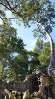 Dschungeltempel Ta Phrom