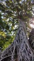 Dschungeltempel Ta Phrom