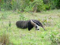 60 Pantanal Pousada Aguape (23)