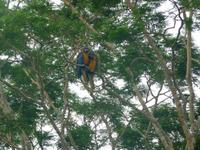 60 Pantanal Pousada Aguape (54)