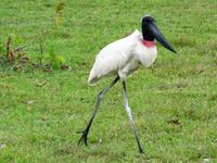 60 Pantanal Pousada Aguape (89)