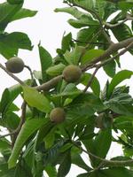 60 Pantanal Pousada Aguape (98)