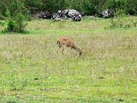 60 Pantanal Pousada Aguape (104)
