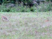 60 Pantanal Pousada Aguape (105)