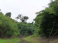 100 Auf dem Amazonas (3)