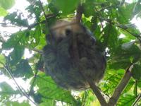 100 Auf dem Amazonas (32)