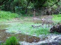 100 Auf dem Amazonas (35)