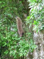 105 Iguazu Brasilien (19)