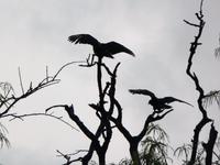 120 Iguazu Argentinien (38)