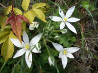 Mediterrane Flora