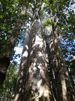 Paihia - Auckland - Kauriwald - Four Sisters