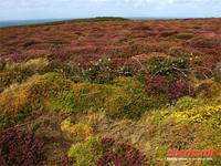 Die Heide blüht auf Jersey