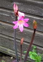 Die Jersey Lilly