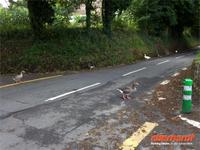 Gänsemarsch auf Jersey