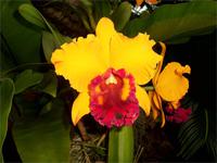 In der Orchid Foundation