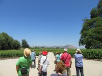 Bodega Concha y Toro (7)