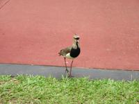 Iguazu (Argentinien) (2)