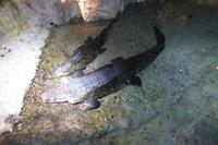 Indoor Zoo in der Dubai Mall