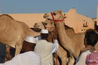 Kamelmarkt in Al Ain