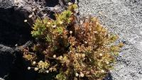 Erste Blüten im Lavafeld im Parque Nacional del Teide