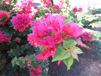 Blumenpracht im Santa Catalina Park