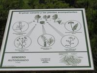 Kanarische Kiefer in der Caldera de Taburiente – Ökosystem