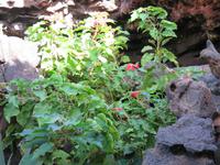 Blumen in den Höhlen Jameos del Aqua