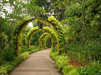 Singapur - Orchideen Garten