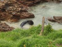 Dunedin - Penguin Place