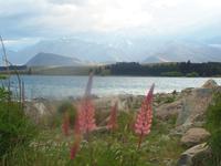 Lake Tekapo