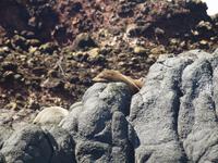 Dunedin - Schifffahrt mit der Monarch