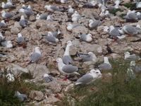 Kaikoura - Küstenwanderung