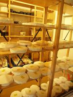 Coromandel - Paihia - böhmisches Dorf Puhoi - Käserei