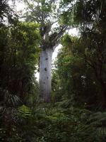 Paihia - Auckland - Tane Mahuta - Herr des Waldes