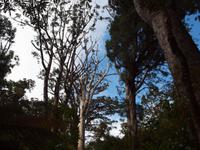 Paihia - Auckland - Kauriwald