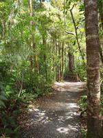 Paihia - Auckland - Kauriwald
