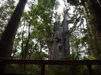 Paihia - Auckland - Kauriwald - Te Matua Ngahere - Vater des Waldes