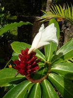 Wanderung im Khao Sok NP