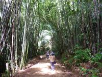 Wanderung im Khao Sok NP