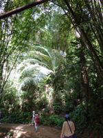 Wanderung im Khao Sok NP