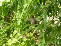 Frühstück der Affenbande