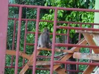 Frühstück der Affenbande