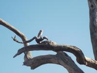 Eule während der Jeepsafari