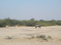 Antilopen und Nilgai in der Steppe bei Khejrala