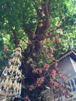 Kanonenkugelbaum