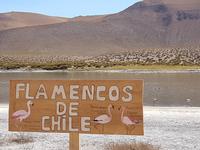 Rundreise Südamerika – Chile und Argentinien Santiago de Chile – Atacama-Wüste – Valparaiso – Punta Arenas – Torres del Paine – Perito Moreno-Gletscher – Buenos Aires (269)