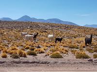 Rundreise Südamerika – Chile und Argentinien Santiago de Chile – Atacama-Wüste – Valparaiso – Punta Arenas – Torres del Paine – Perito Moreno-Gletscher – Buenos Aires (272)