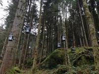 Triberger Weihnachtszauber