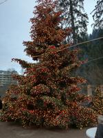 Triberger Weihnachtszauber